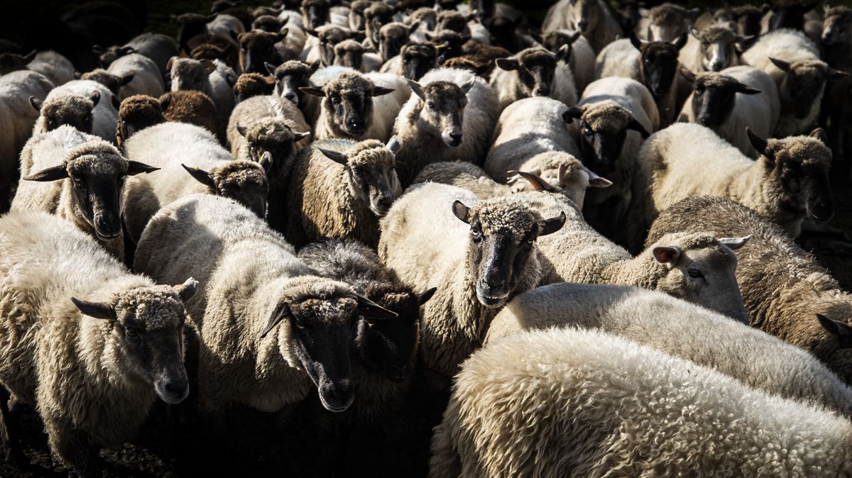 Na vybraných místech Prahy budou letos opět spásat trávu ovce, kozy a krávy